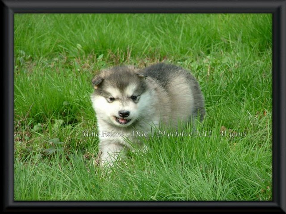 Chiot Falone , 29 Octobre ,31 jours,collier vert