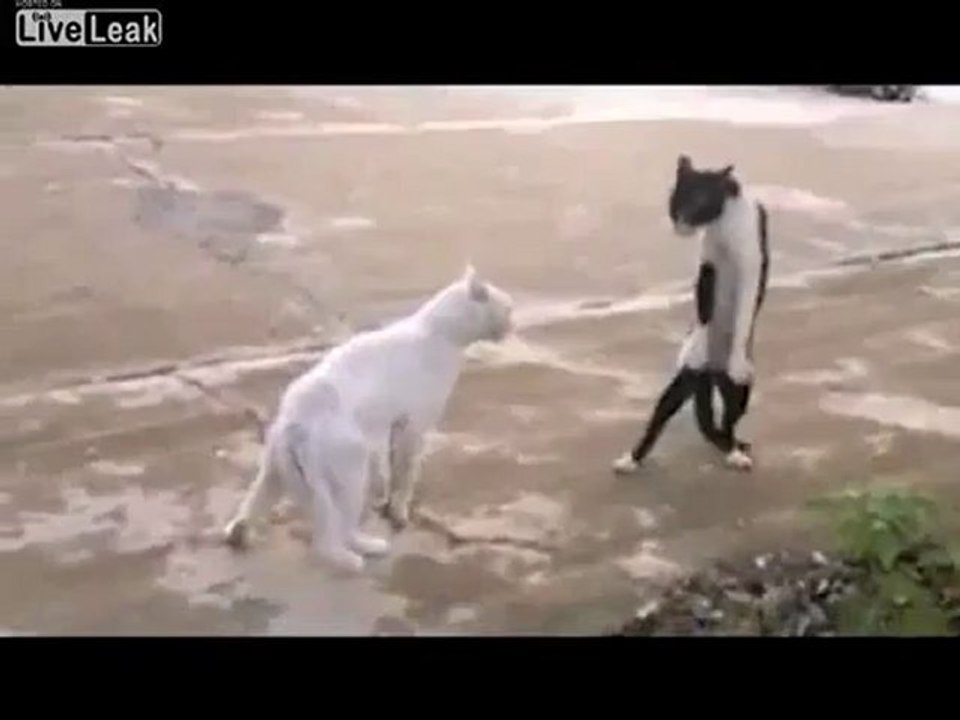 Chat dance Thriller