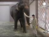 Natura, elefante asiatico parla in coreano