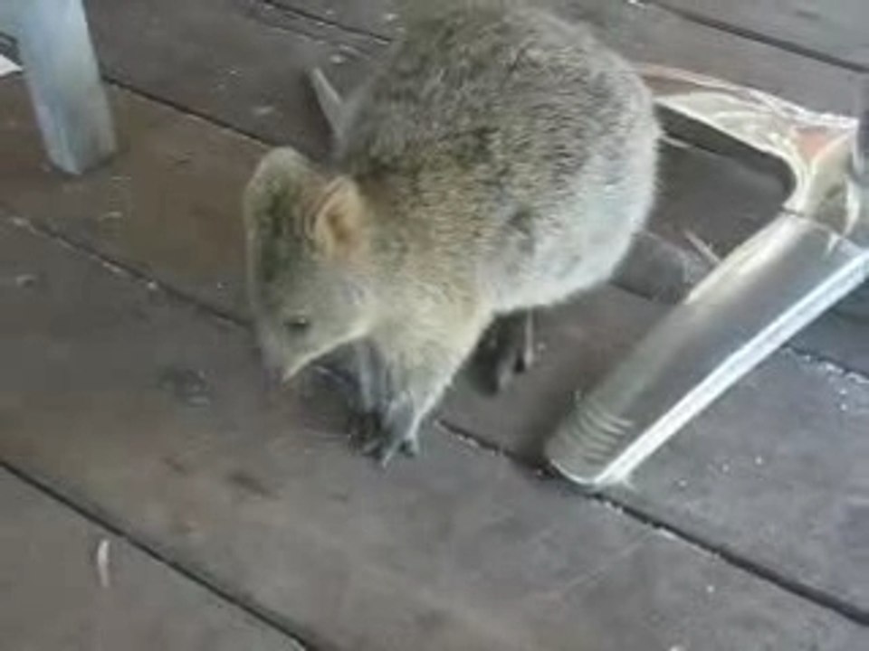 quokka