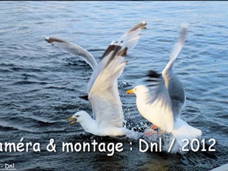 Aber Wrac'h2012  (3/3) Port Escale LANDEDA juillet 2012 le départ des bateaux