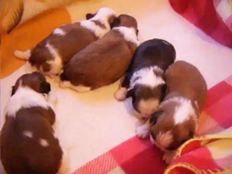 SSA44538 les bébés de flory-shan et bal tai 2012