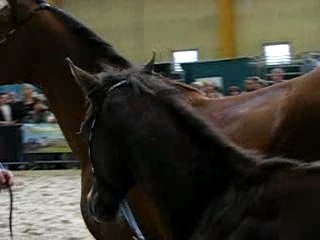 chevaux expo charleroi 034