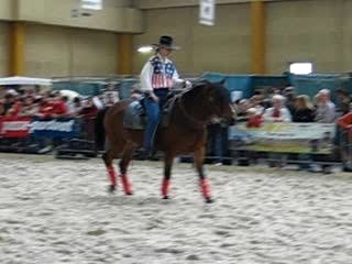 chevaux expo charleroi 037
