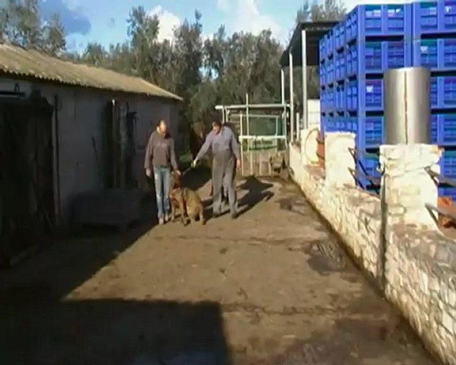 ZEUS, cane corso garganico by BESTSECURITYDOG