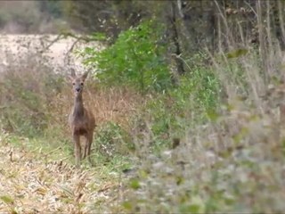 Les chevreuils quittent les champs de maïs