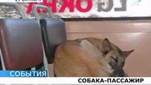 Молчаливый пассажир