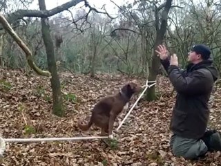 Необычные трюки в исполнении тренированной собаки