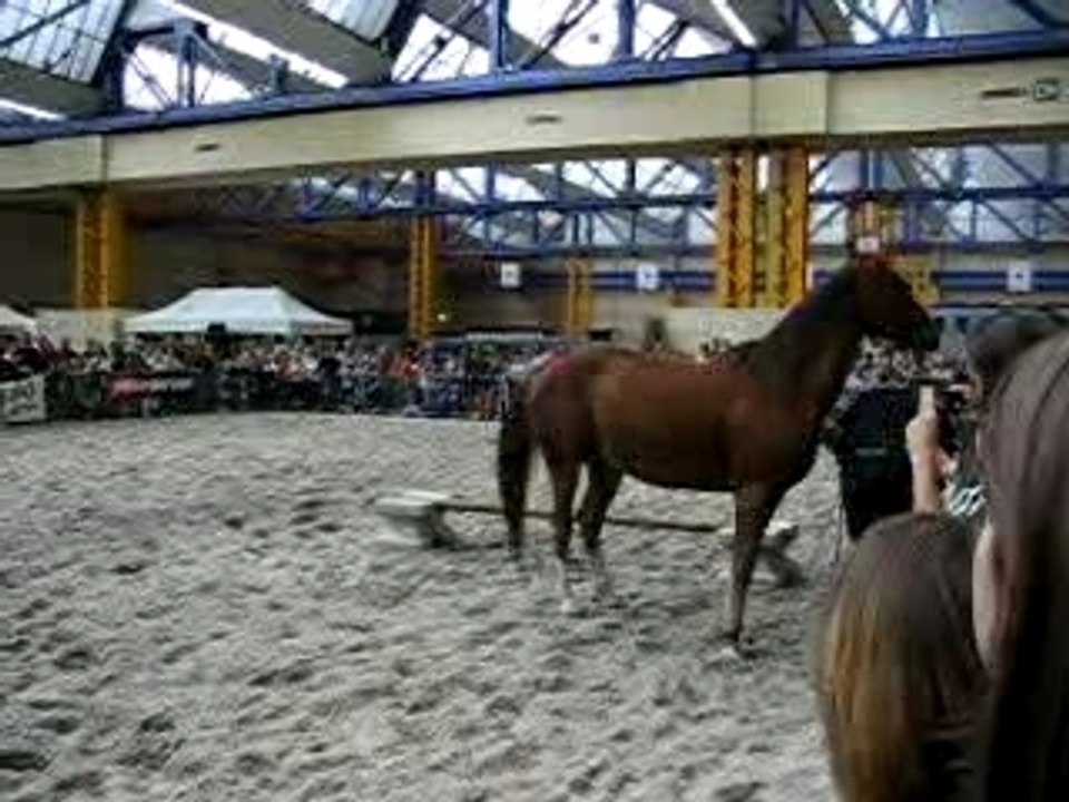 chevaux expo charleroi 042