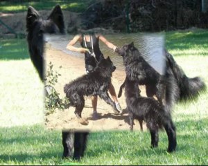 JOYEUX ANNIVERSAIRE A TOUS LES PETITS G DE LA HORDE D'ARTEMIS