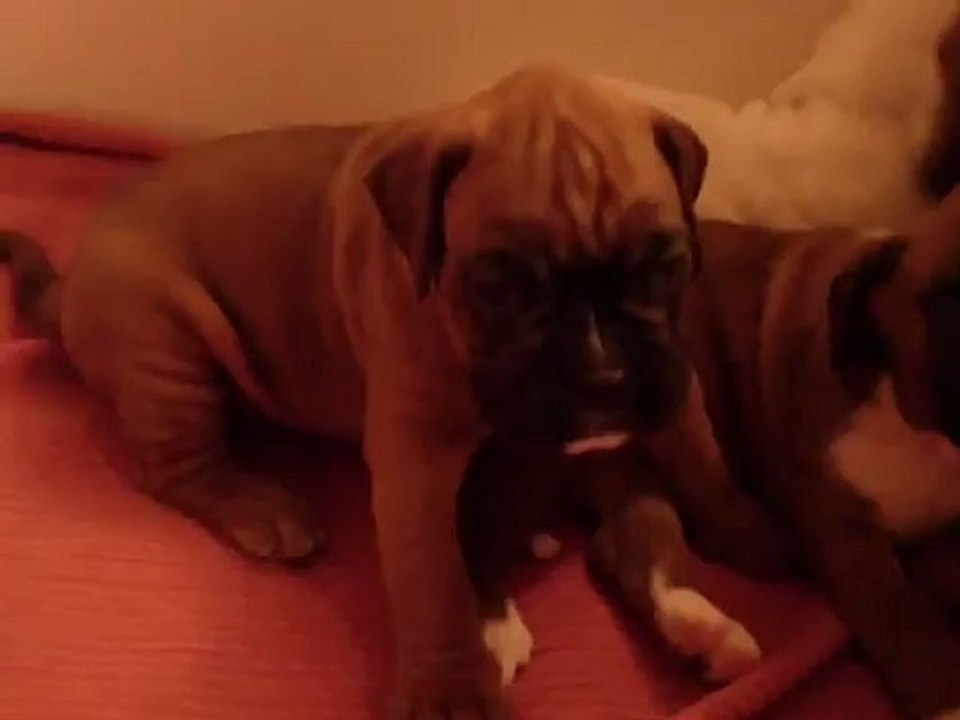 He'Stella2