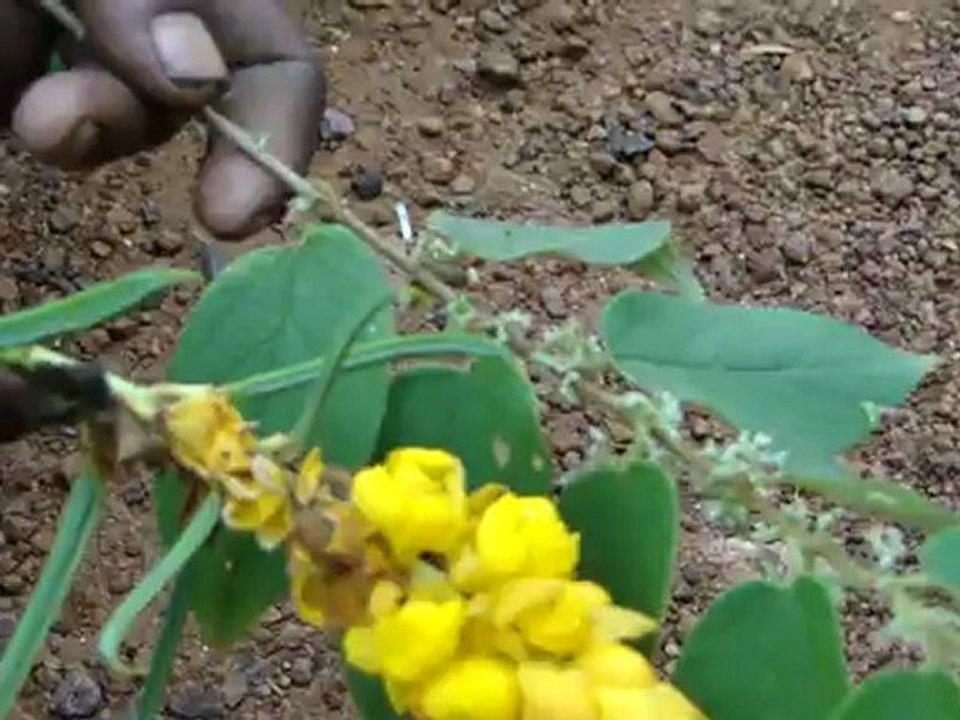 Aphodius parvulus based Entomotherapy Formulations from Pankaj Oudhia’s Traditional Knowledge Database: Denary Ingredient/s of Formulations