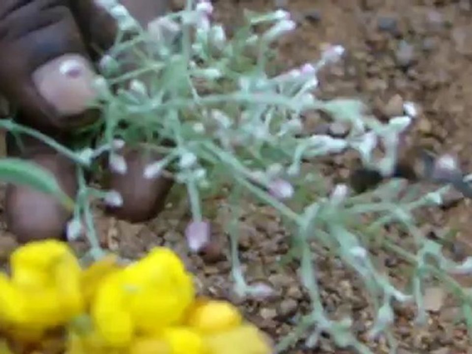 Aphodius rufopustulatus based Entomotherapy Formulations from Pankaj Oudhia’s Traditional Knowledge Database: Denary Ingredient/s of Formulations