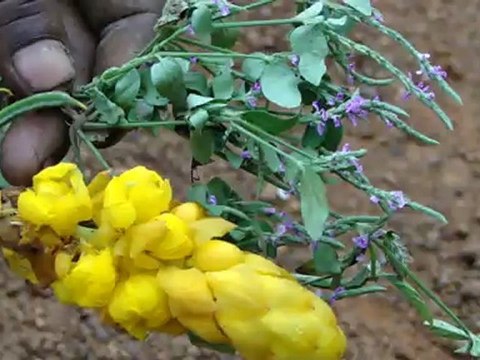 Aphodius testaceus based Entomotherapy Formulations from Pankaj Oudhia’s Traditional Knowledge Database: Denary Ingredient/s of Formulations