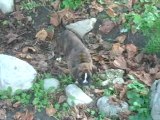 Ce matin sortie des chiot a Foudre De Sous Le Lac et Dusty De La Rivière Divine