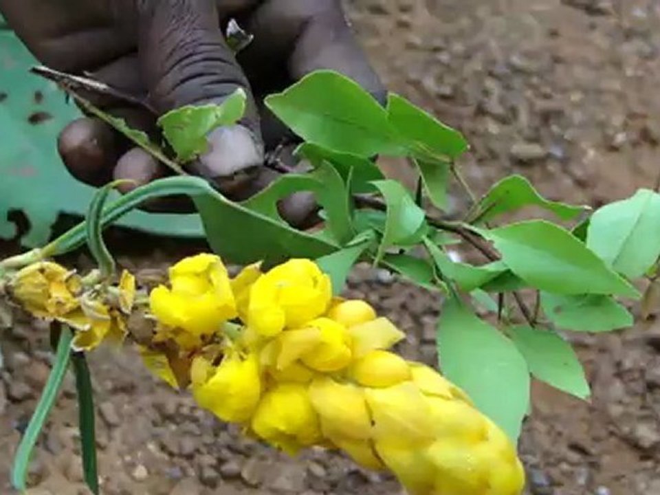 Aphodius moestus based Entomotherapy Formulations from Pankaj Oudhia’s Traditional Knowledge Database: Denary Ingredient/s of Formulations