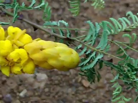 Aphodius liesenfeldti based Entomotherapy Formulations from Pankaj Oudhia’s Traditional Knowledge Database: Denary Ingredient/s of Formulations