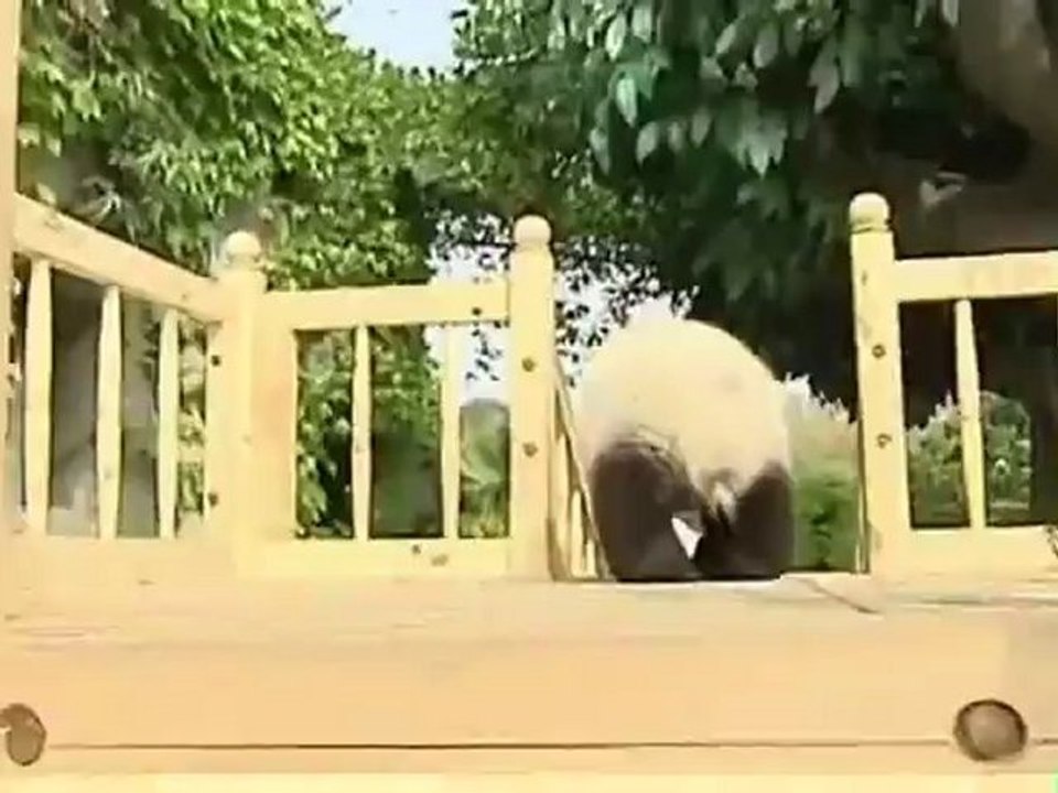 Pandas_que_du_bonheur