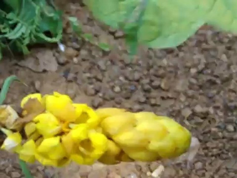 Phaeochrous emarginatus based Entomotherapy Formulations from Pankaj Oudhia’s Traditional Knowledge Database: Denary Ingredient/s of Formulations