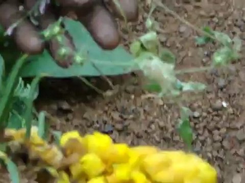 Hybosorus illigeri based Entomotherapy Formulations from Pankaj Oudhia’s Traditional Knowledge Database: Denary Ingredient/s of Formulations