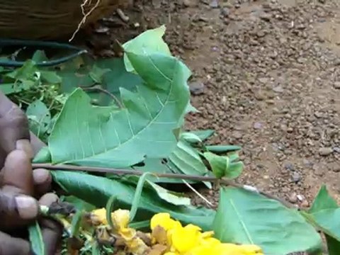 Orphnus impressus based Entomotherapy Formulations from Pankaj Oudhia’s Traditional Knowledge Database: Denary Ingredient/s of Formulations