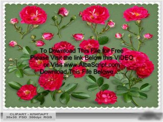 Scarlet, tea roses PSD