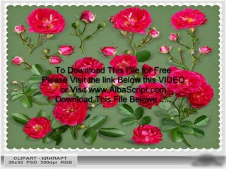 Scarlet, tea roses PSD