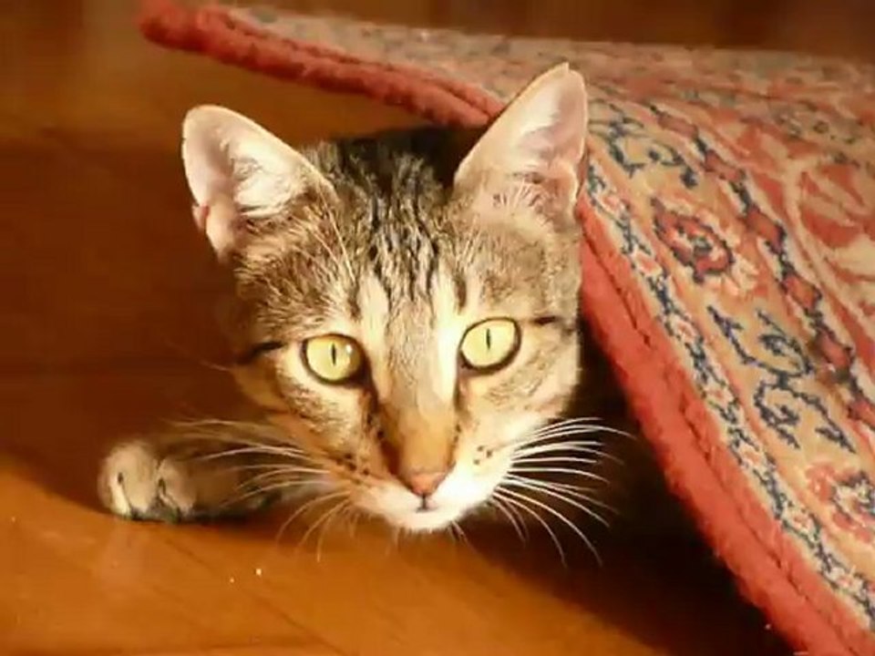 Sous le tapis