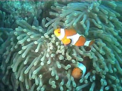 poissons clowns aux Philippines