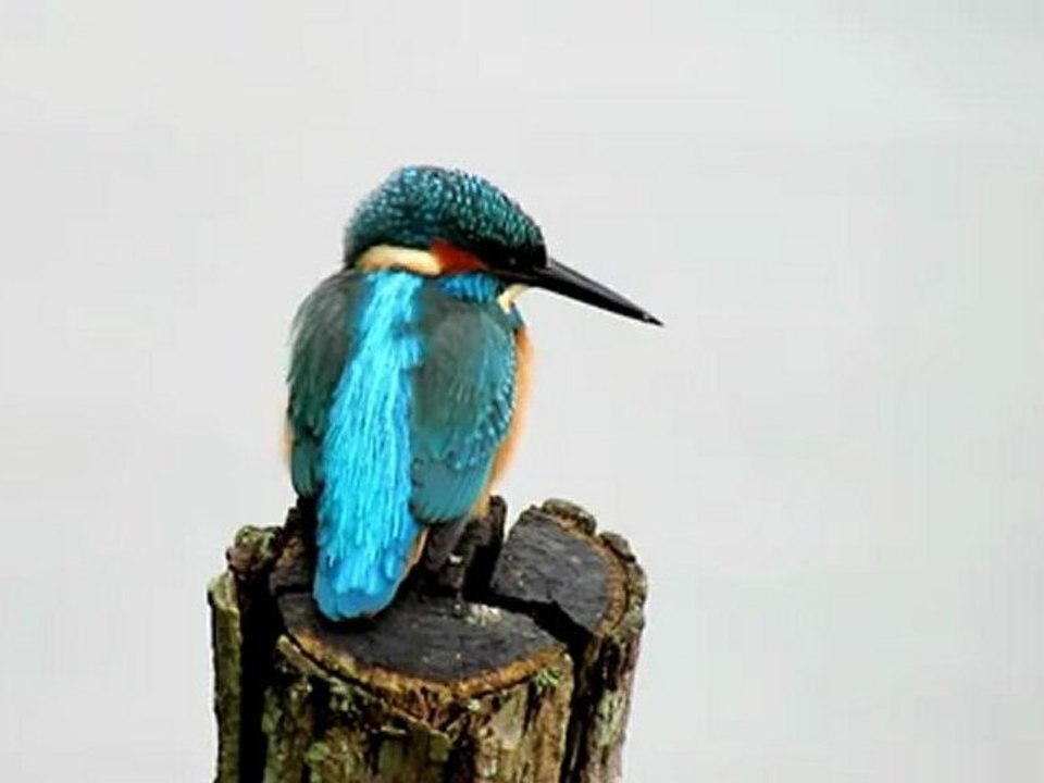 martin pêcheur à Sorques