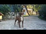 BESTSECURITYDOG, selezione morfo-funzionale-caratteriale molossi da lavoro. Cane Corso Garganico, Perro Dogo Canario, Mastino Napoletano funzionale.