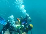 Scuba diving at the Great Barrier Reef