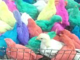 Poussins en couleurs et casquette