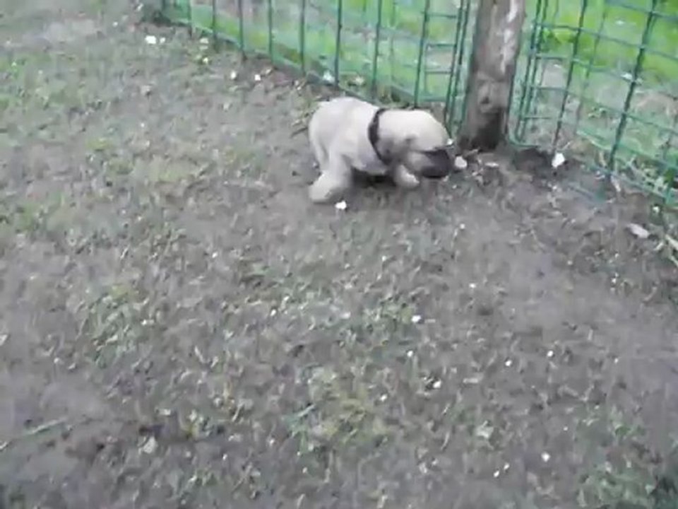 chiot N°504353