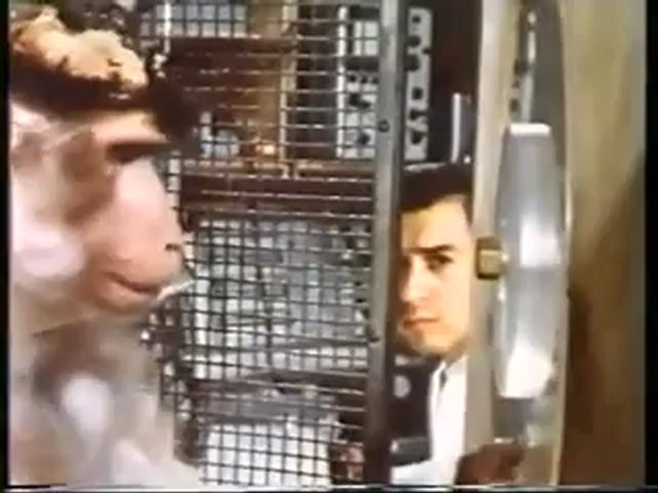 la cité des abeilles 2