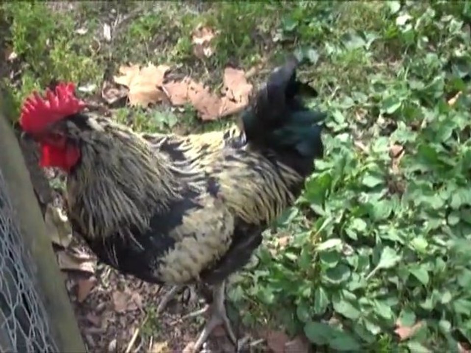 La ferme pédagogique