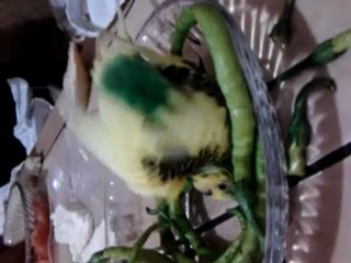 Çıtırın Biberle Banyosu :) [ 04.11.2012 ]