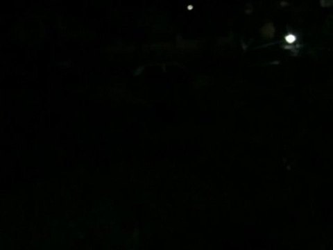 Le doux chant des grenouilles (et crapauds)