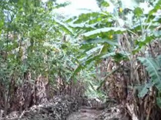 rando pont de la liane