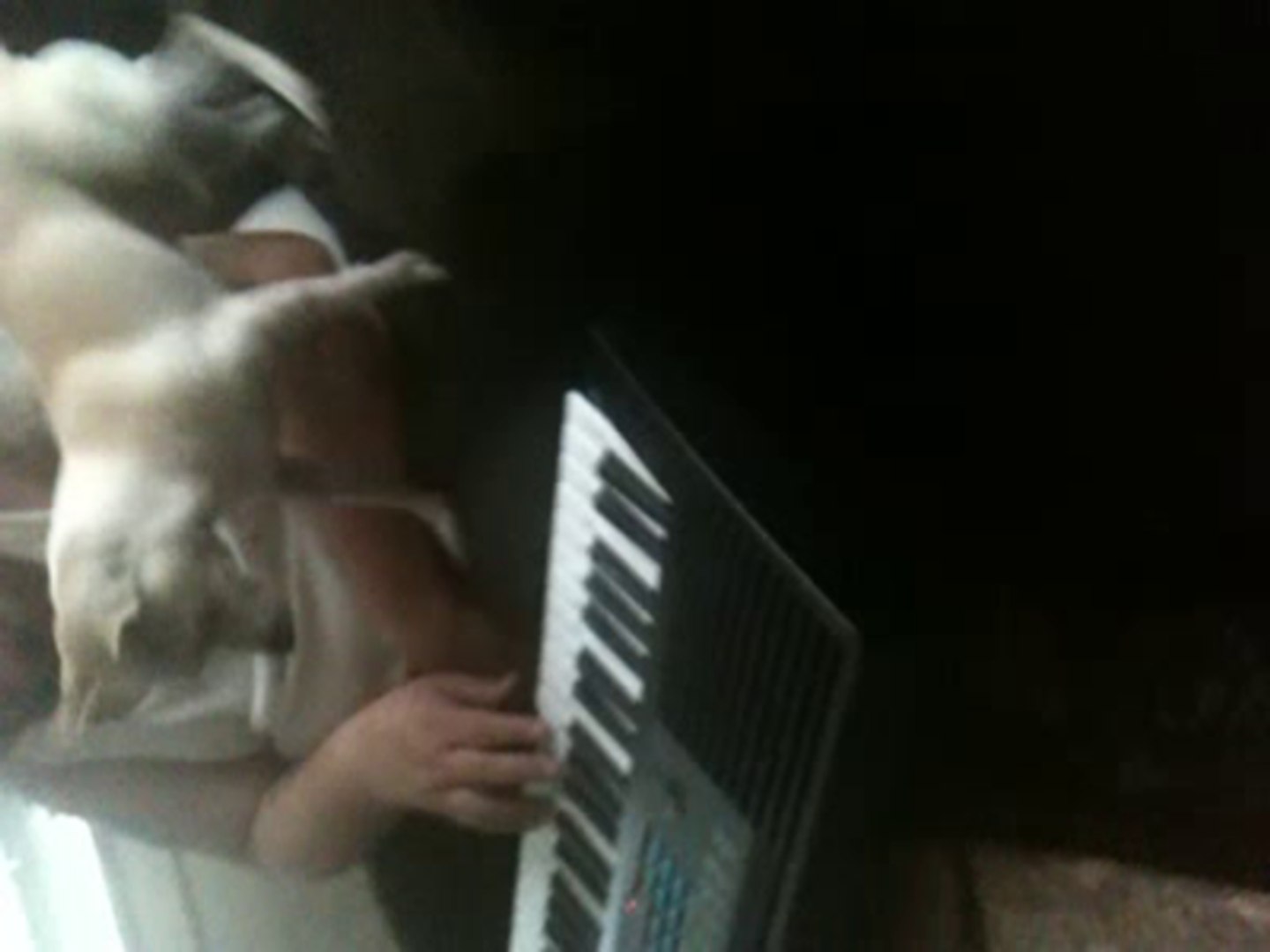 ⁣Chihuahua playing piano