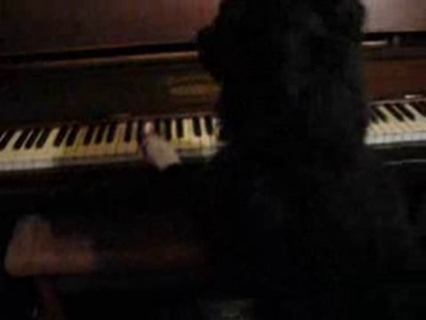 Pixie Piano Flight of the bumble bee