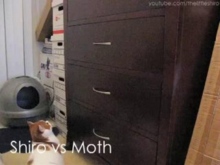 Shiro vs the Moth