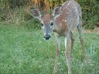 mama doe and her fawn