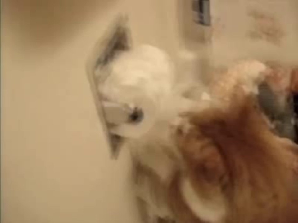 Kitty’s Toilet Paper Tornado