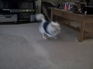 My Crazy Chihuahua - Cozzee