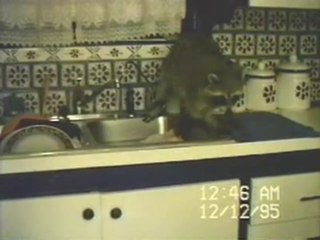 Raccoon Washing Dishes