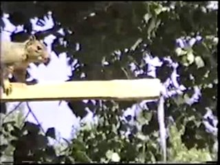 The Lazy Squirrel