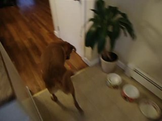 Ronnie and Charlie Laserpointer