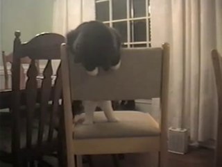 Felix the Flipping Feline