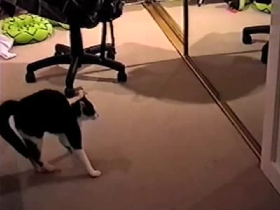 Karate Cat